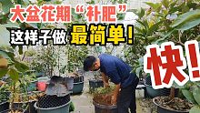 不想翻盆动土？盆栽“春肥”可以这样施，简单操作，效果真是好！