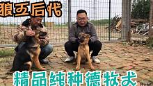 精品纯种德牧犬欣赏，双狼王后代从小看着就是这么霸气，别错过哦