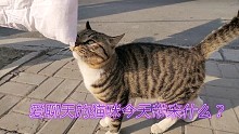 路边爱聊天猫今天不坐马扎了，问问它在干什么呢？