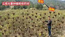 云南夫妻从老挝引进来的稀有药材，3年出一次货，一次收入360万