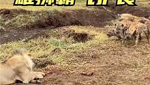 #鬣狗 捡便宜，#雄狮 霸气护食，吓得鬣狗不敢向前一步！#动物世界 
