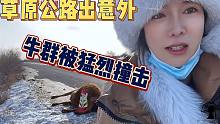 草原牲畜横穿道路频出意外？牛群被撞击倒地飞鸟啃食，场面太惨烈