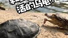 #鳄珍鳄鱼 #鳄鱼皮具 #鳄鱼养殖场 和鳄鱼一起生活是什么样的？