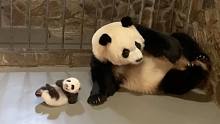 熊猫宝宝：妈妈，难道在你眼里我还比不上一盆蜂蜜水吗？