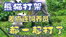 大熊猫打架，差点连饲养员都一起打了