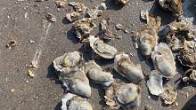 七沟码头的野生海蛎子，卖了175斤海蛎子，12斤蛎子肉，赔了5块
