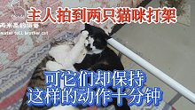 主人拍到两只猫咪打架，可它们却保持这样的动作十分钟