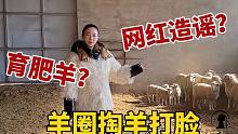 内蒙女汉子直面网红造谣：草原超35斤都是育肥羊？羊圈掏羊打脸！