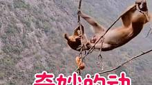 这个猴崽子的动作太危险了，不能模仿#我要上热门➭ #神奇动物在抖音 #猴子 