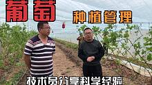 如何管理种植葡萄？听技术员讲解科学系统的方法经验，大家交流下