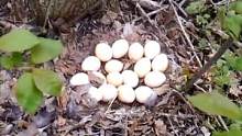 发现野鸡窝，下了十七个蛋。一锅炖不下 #自然奇观 #户外拍摄 