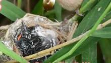 杜鹃鸟寄生黄腾鸟巢，长大比鸟妈大几倍