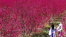 桂林周边的百亩桃花已盛开，赶快约上闺蜜来打卡拍照吧…… #来自春天的日常碎片 #旅行大玩家 #踏春赏