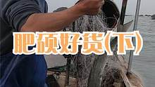 礁石区周围放渔网过夜，大潮水来收起各种肥硕大货，一条比一条大（下）