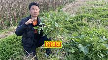 农村越来越稀少的“蛤蟆菜”，原来价值这么高？好多人都不知道