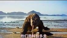 #动物世界 #野生动物 #爱护大自然保护野生动物 #万物皆有灵性 #爬行动物 #野生动物零距离 