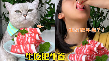 猫王：给你们表演一个生吞肥牛！