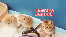 满月小奶猫会上厕所了，主人奖励它们上外边玩，踊跃的小样真可爱