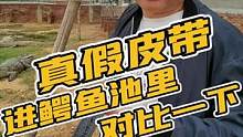 不用解释那么多，是不是真的鳄鱼腰带，进鳄鱼池里找条鳄鱼对比一下就明白了！#鳄鱼养殖场 #皮带 #皮具