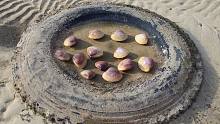 一窝贵妃螺在这里居然没人发现，个个像拳头那么大，带回家吃爽了