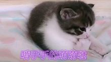 啃手手的小萌猫，总有一个萌到你