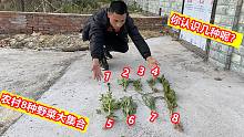 农村8种野菜大集合，认识5样以上的厉害了，看看你能认识几样？
