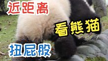 原来熊猫宝宝走路，屁股是这么扭的