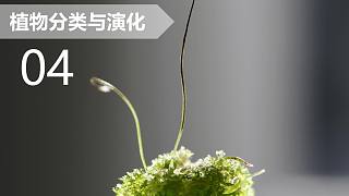【植物分类与系统发育】04 苔藓植物（三）：角苔类