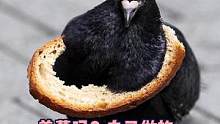 #动物成精 每当你扔一块吐司面包，就会有一只咕咕因此而带上项圈#鸽子 