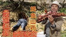长得最奇葩的山药，却是世界上最好吃的，有见过吗？