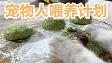 猫咪制作青团，喂养宠物人，多样的馅料满足宠物人的需求