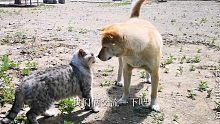 田园犬大黄跟喵星人在一起会发生什么呢！来围观。