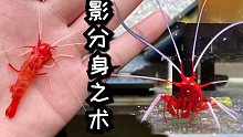 150买的虾养了几天变两只！血赚！
