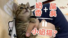 铲屎官抱起小奶猫就是一顿狂吸！猫：我不干净了