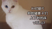 【老杨与猫】五福把崽子放在我床上/十只猫/关于我的一些碎碎念/周末前的愉快