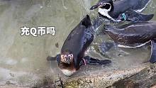 企鹅下班冲向饭堂的珍贵录像流出【那须动物王国】