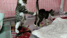 下午救的小猫自来熟，已经跟昨天救的小猫玩到了一起