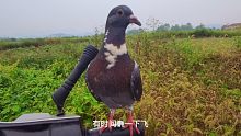 带小鸽子出去遛一下，这只鸽子不仅漂亮还聪明