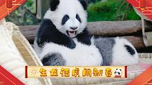 生龙活虎闹新春，功夫熊猫展身手