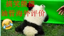 YouTube熊猫摔跤，萌翻各国网友：要死了！我要去中国，偷走它们！（海外反应评价翻译系列，已翻）
