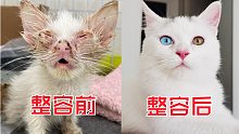 给一只超丑奶猫做“整容”，整个猫生因此而改变