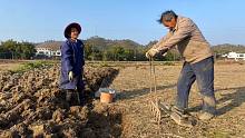 60后农村夫妻利用2亩农田，种植地底下水果，一个冬季收入20000元