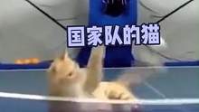这就是#猫 界 #张继科 的实力吗？猫：浅打一下吧！#萌宠