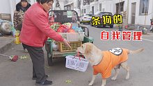 狗狗一天比人还自律，买菜带娃伺候主人，保姆：我竟输给一条狗