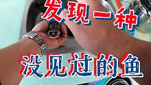 在菜市场发现一条没见过的鱼，我就买了回来…