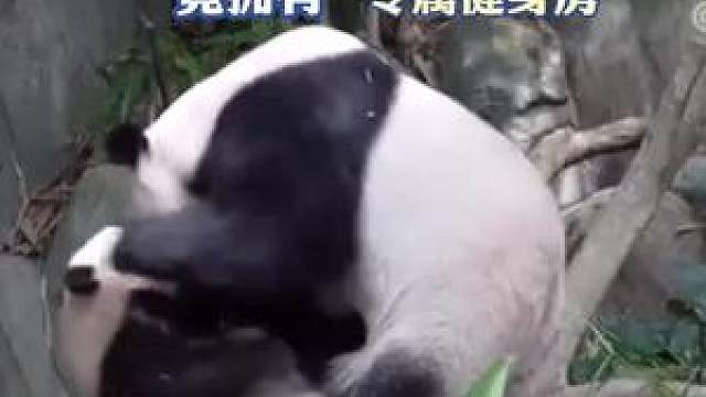 3月10日，首只在新加坡出生的大熊猫宝宝亮相