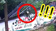 惊险！熊猫宝宝从十几米的树上掉下来！结果......
