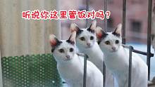 窗台的“猫咪自助餐”又迎来新猫猫啦！