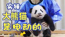 这事儿瞒不住了……原来大熊猫都是靠充电续能的！