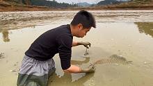 2年没干过的鱼塘捡漏，这样抓鱼太过瘾了，抓得小伙手发软